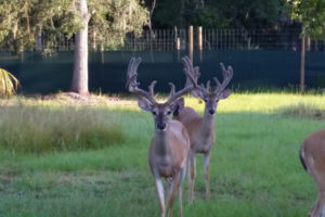 Florida Stocker Bucks for Sale